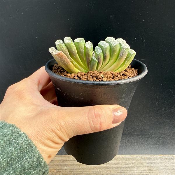 多肉植物：ハオルチア 玉扇 ニシA-V×玉扇 白玉*幅8cm | サボテン