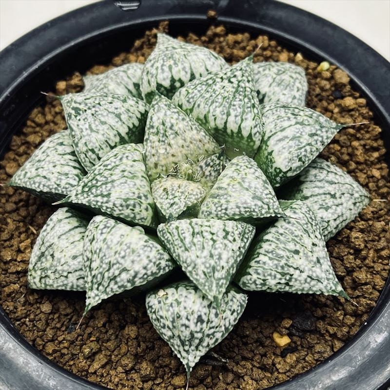 多肉植物：ハオルチア 関西系モザイクピクタ*幅8cm 現品！一品限り