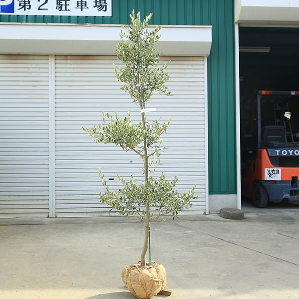 �������ڡ����ڡ����꡼�֡ʥ����쥢��*����160��� ���ʸ¤ꡡ�緿�����������