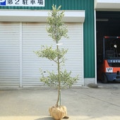 �������ڡ����ڡ����꡼�֡ʥ����쥢��*����160��� ���ʸ¤ꡡ�緿�����������