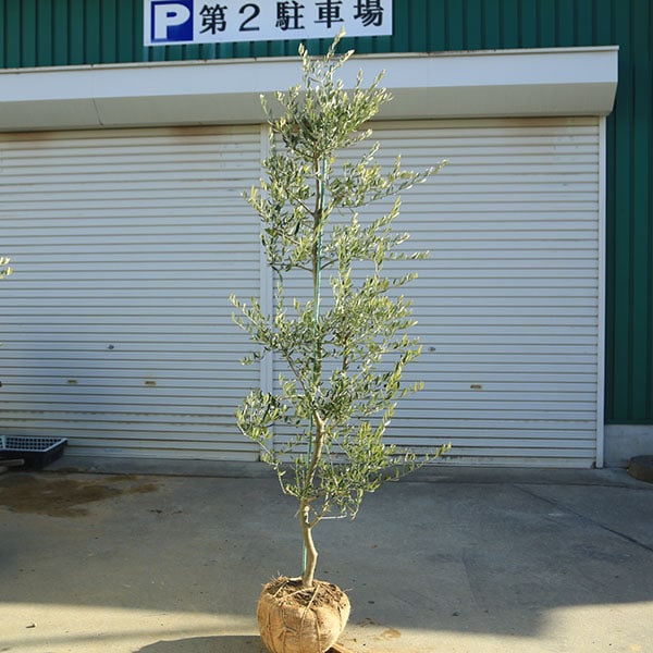 �������ڡ����ڡ����꡼�֡ʥ����쥢��*����160��� ���ʸ¤ꡡ�緿�����������