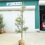 �������ڡ����ڡ����꡼�֡ʥ����쥢��*����160��� ���ʸ¤ꡡ�緿�����������