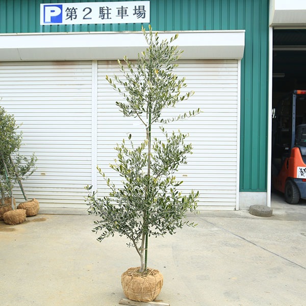 �������ڡ����ڡ����꡼�֡ʥ����쥢��*����160��� ���ʸ¤ꡡ�緿�����������