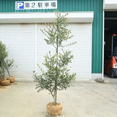 �������ڡ����ڡ����꡼�֡ʥ����쥢��*����160��� ���ʸ¤ꡡ�緿�����������