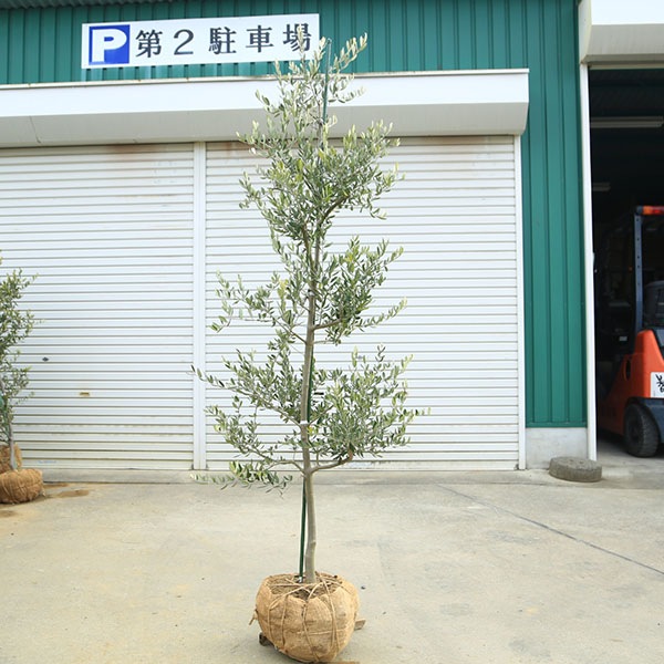 �������ڡ����ڡ����꡼�֡ʥ����쥢��*����160��� ���ʸ¤ꡡ�緿�����������