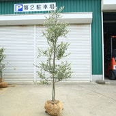 �������ڡ����ڡ����꡼�֡ʥ����쥢��*����160��� ���ʸ¤ꡡ�緿�����������