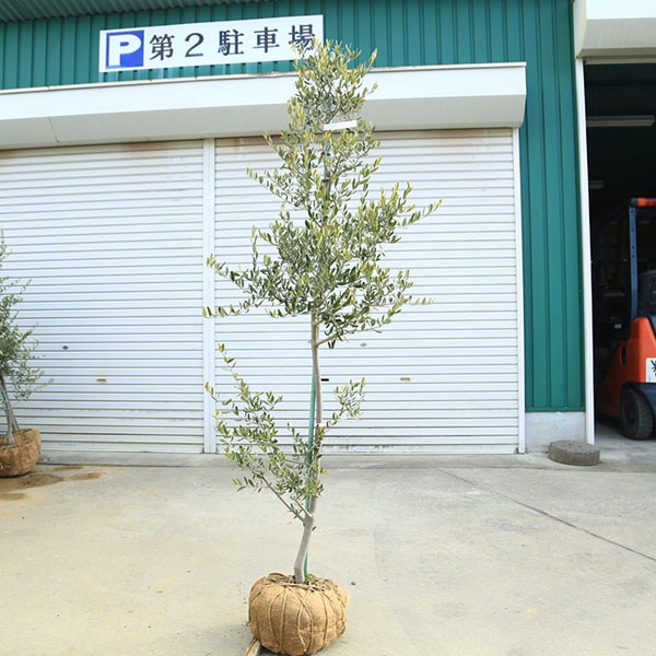 特選庭木・植木：オリーブ（カロレア）*樹高160cm 現品限り 大型佐川