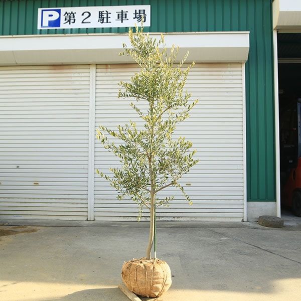 �������ڡ����ڡ����꡼�֡ʥ����쥢��*����160��� ���ʸ¤ꡡ�緿�����������