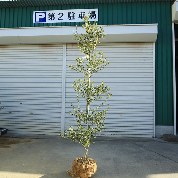 �������ڡ����ڡ����꡼�֡ʥ����쥢��*����160��� ���ʸ¤ꡡ�緿�����������