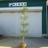 �������ڡ����ڡ����꡼�֡ʥ����쥢��*����160��� ���ʸ¤ꡡ�緿�����������