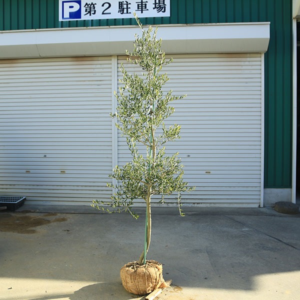 �������ڡ����ڡ����꡼�֡ʥ����쥢��*����160��� ���ʸ¤ꡡ�緿�����������