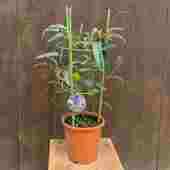 ���տ�ʪ ȭ�֡��ϡ��ǥ�٥륮����3���ߥå���*5��