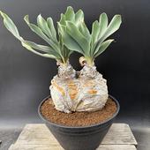 ���ò��������ǥå������֡��ե��󡡥ϥ��ޥ󥽥��ǥ������֥�إåɡ�ȯ����*����17cm�����ʡ����ʸ¤�