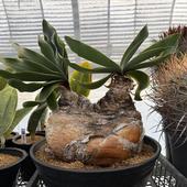 ���ò��������ǥå������֡��ե��󡡥ϥ��ޥ󥽥��ǥ������֥�إåɡ�ȯ����*����23cm�����ʡ����ʸ¤�