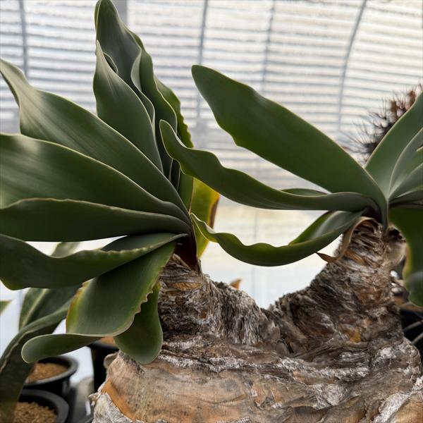 ☆特価☆コーデックス：ブーファン ハエマンソイデス ダブルヘッド 発