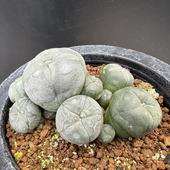 ���ܥƥ󡧥��ե��ե��顡������*��8cm�����ʡ����ʸ¤�