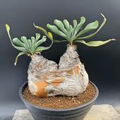 ���ò��������ǥå������֡��ե��󡡥ϥ��ޥ󥽥��ǥ������֥�إåɡ�ȯ����*����20cm�����ʡ����ʸ¤�