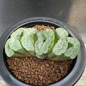 ¿����ʪ���ϥ������ ���� ������ �̳ڼ�����ȴ ���ȥ���*��9���