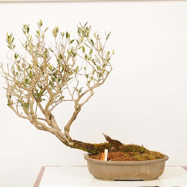 盆栽 特選：オリーブ*現品 一点物 olive Olea europaea 大品盆栽 大型