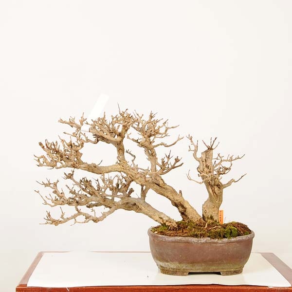 盆栽 特選：柘榴(ざくろ) 現品*一点物 ザクロ Punica granatum Zakuro