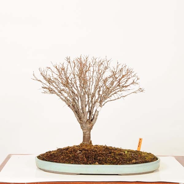 値下げしました　ケヤキ？の盆栽かな？ 楽天市場】【千寿盆栽】 盆栽 BONSAI ケヤキ（欅：金芽八房欅） 5号