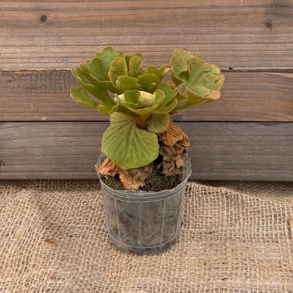 おしゃれ 観葉植物：リドレイ ドワーフ シルベリー*ビカクシダ