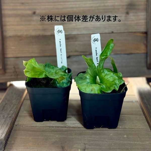 おしゃれ 観葉植物：ワンダエ ドワーフ アンド カーリング*ビカクシダ