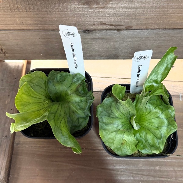 おしゃれ 観葉植物：ワンダエ ドワーフ アンド カーリング*ビカクシダ
