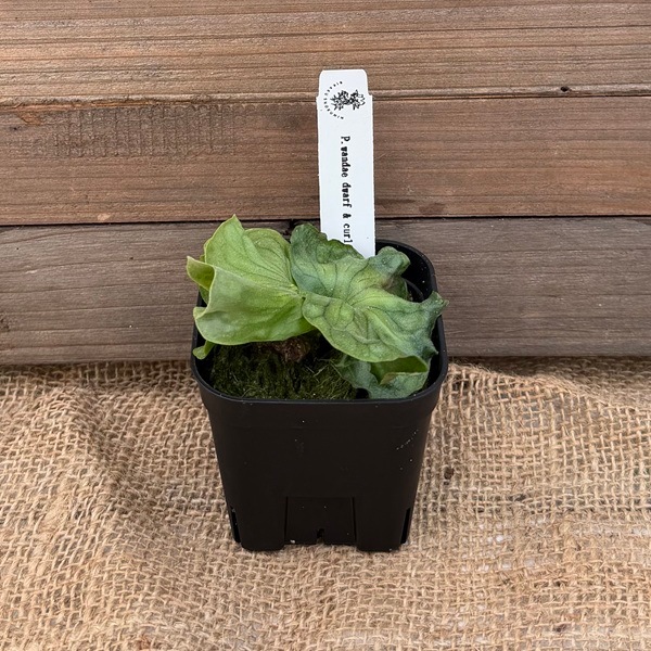 おしゃれ 観葉植物：ワンダエ ドワーフ アンド カーリング*ビカクシダ