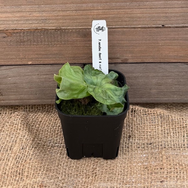 K*R様 P. wandae 'Curling'（ワンダエ・ドワーフ・カーリング