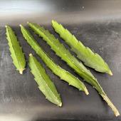 ���ò����쥵�ܥƥ󡧻�����*���å��ġ�5�ܥ��å�