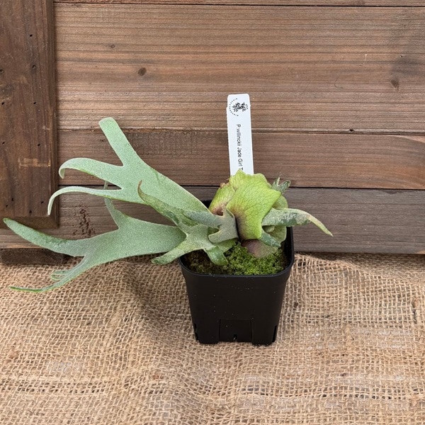 おしゃれ 観葉植物：ウィリンキー ジェイドガール TC株*ビカクシダ