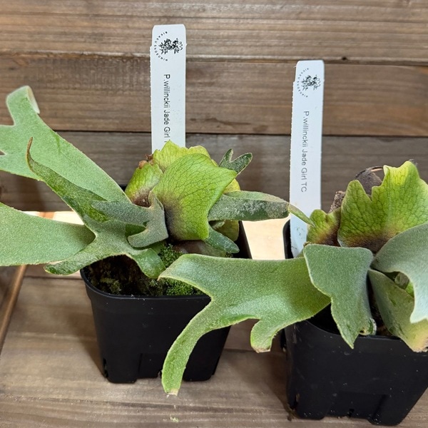 おしゃれ 観葉植物：ウィリンキー ジェイドガール TC株*ビカクシダ