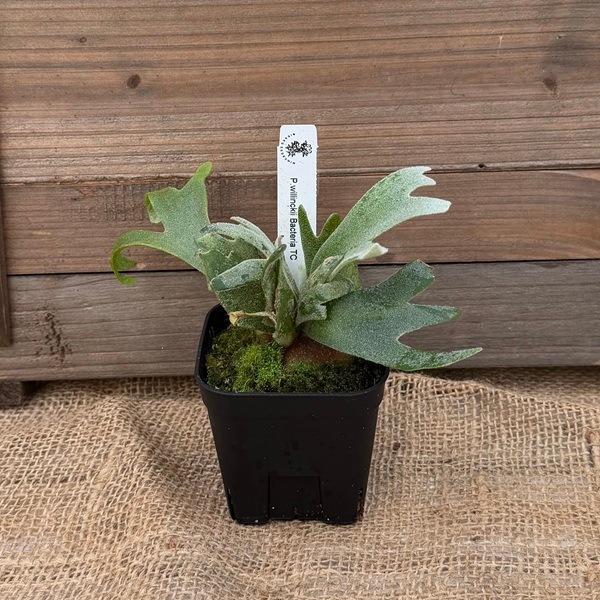 おしゃれ 観葉植物：ウィリンキー バクテリア TC株*ビカクシダ