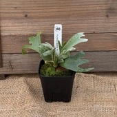 ������� ���տ�ʪ��������󥭡� �Х��ƥꥢ TC��*�ӥ������� ���������