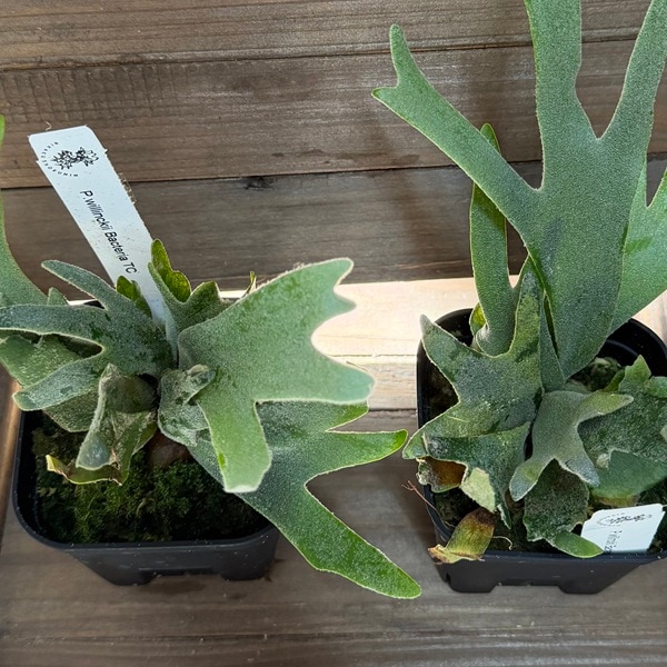 おしゃれ 観葉植物：ウィリンキー バクテリア TC株*ビカクシダ