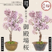 中品・大品盆栽,花物・実物 | 遊恵盆栽 本店