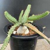 ���ò��������ǥå������桼�ե���ӥ������ƥ顼������ε������*����38��������ʡ����ʸ¤�