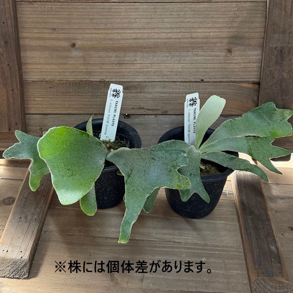 おしゃれ 観葉植物：ウィリンキー 月光爪哇 スポア株*ビカクシダ
