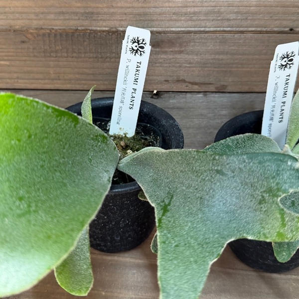 おしゃれ 観葉植物：ウィリンキー 月光爪哇 スポア株*ビカクシダ