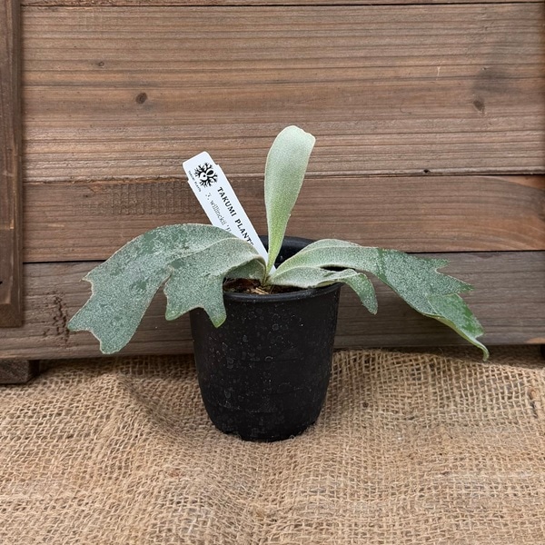 おしゃれ 観葉植物：ウィリンキー 月光爪哇 スポア株*ビカクシダ