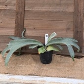 ������� ���տ�ʪ��������󥭡� ���åȥ󥯥饦�� ���ݥ���*�ӥ������� ���������