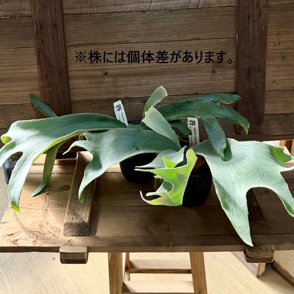 おしゃれ 観葉植物：ウィリンキー コットンクラウド スポア株