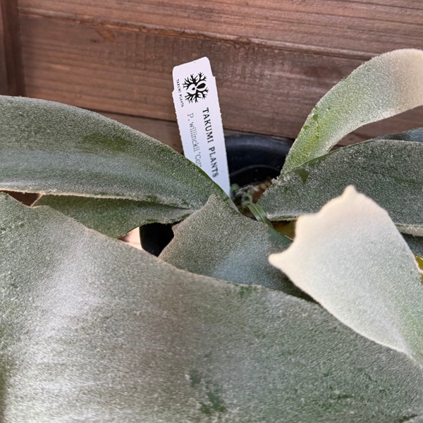 おしゃれ 観葉植物：ウィリンキー コットンクラウド スポア株