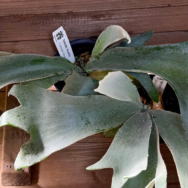 おしゃれ 観葉植物：ウィリンキー コットンクラウド スポア株