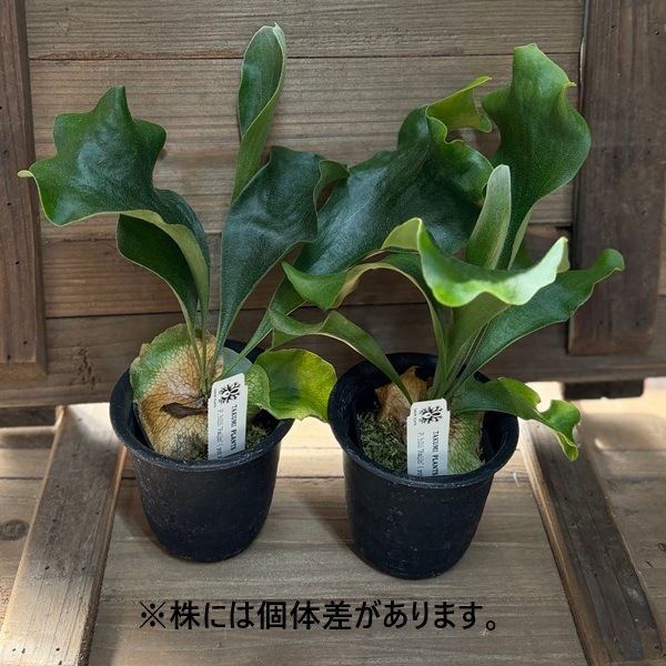 おしゃれ 観葉植物：ヒリーライジン スポア株*ビカクシダ コウモリラン