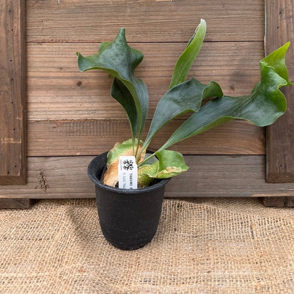 おしゃれ 観葉植物：ヒリーライジン スポア株*ビカクシダ コウモリラン