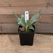 ������� ���տ�ʪ��������󥭡� OMG TC��*�ӥ������� ���������