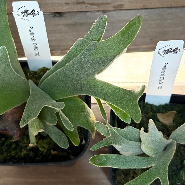 おしゃれ 観葉植物：ウィリンキー OMG TC株*ビカクシダ コウモリラン