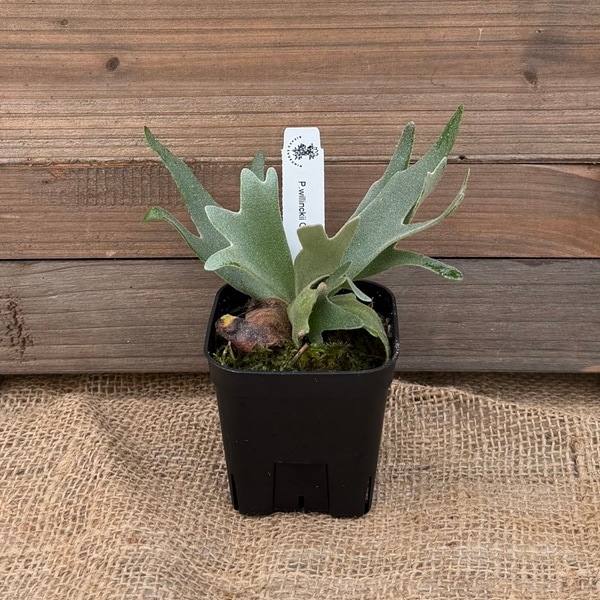 おしゃれ 観葉植物：ウィリンキー OMG TC株*ビカクシダ コウモリラン